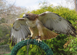Red-tailed Hawk (male)