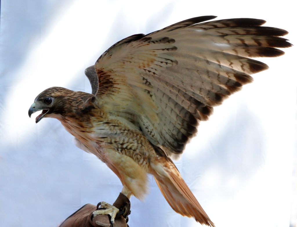 Redtailed Hawks Owl's Roost Wildlife Education